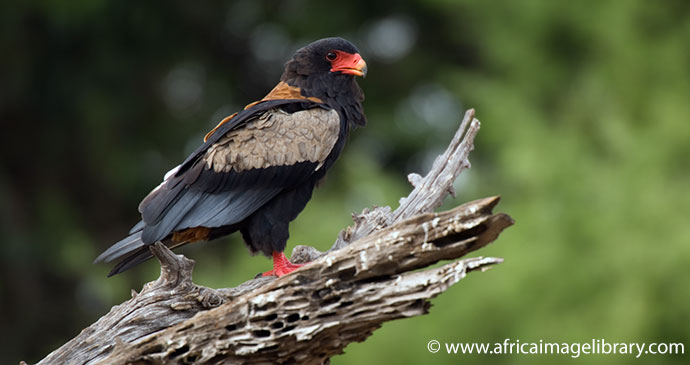 Bateleur eagle Mikumi National Park Tanzania by Ariadne Van Zandbergen, Africa Image Library