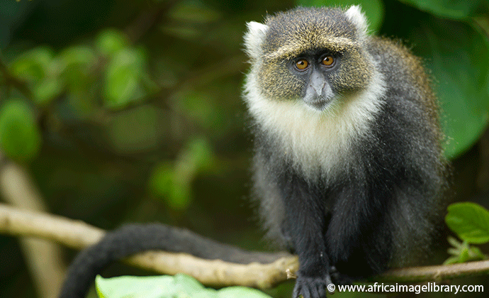 Blue monkey Udzungwa National Park Tanzania by Ariadne Van Zandbergen, Africa Image Library