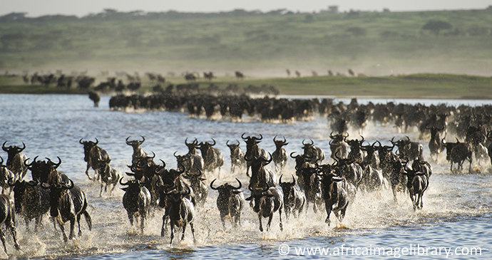 Wildebeest migration Serengeti Tanzania by Ariadne Van Zandbergen