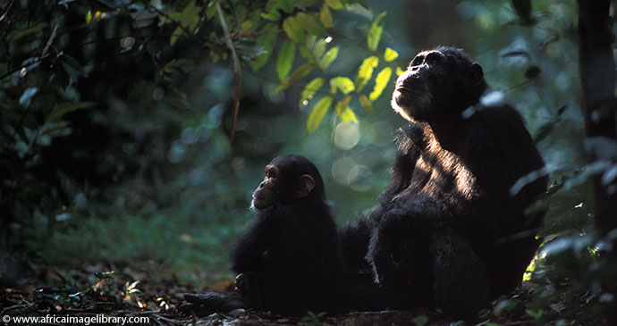 Chimpanzees Gombe Stream National Park Tanzania by Ariadne Van Zandbergen