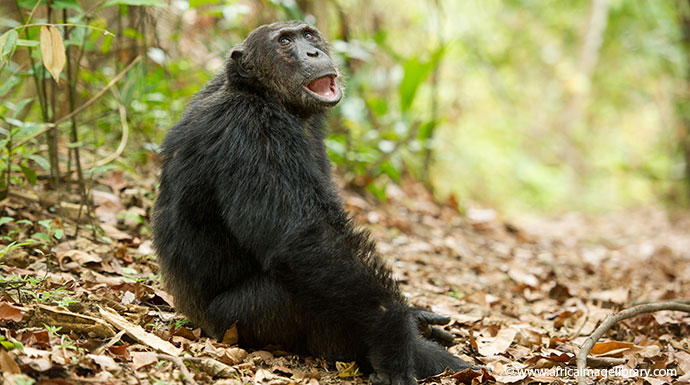 Chimpanzee Mahale Mountains National Park Tanzania by Ariadne Van Zandbergen, Africa Image Library