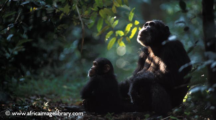 Chimpanzees Gombe Stream National Park Tanzania by Ariadne Van Zandbergen