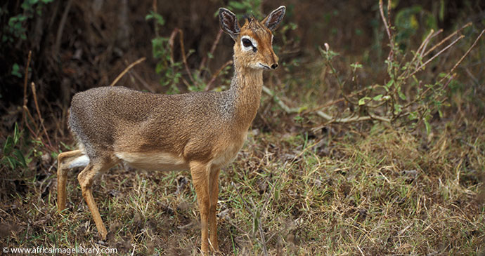 Dik dik Arusha National Park Tanzania by Ariadne Van Zandbergen