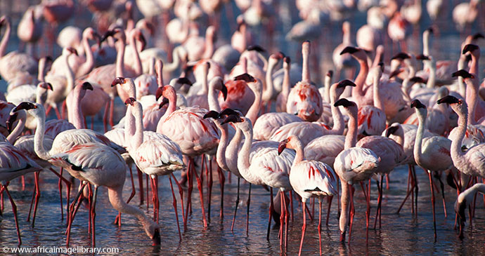 Flamingos Kenya by Ariadne Van Zandbergen