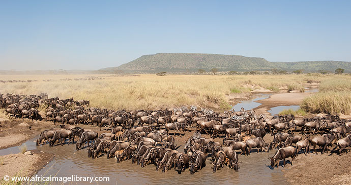 Great Migration Serengeti National Park Tanzania by Ariadne Van Zandbergen