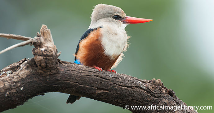 Kingfisher Lake Manyara National Park Tanzania by Ariadne Van Zandbergen