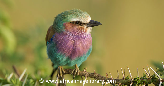 Lilac-breasted roller Serengeti Tanzania by Ariadne Van Zandbergen, Africa Image Library