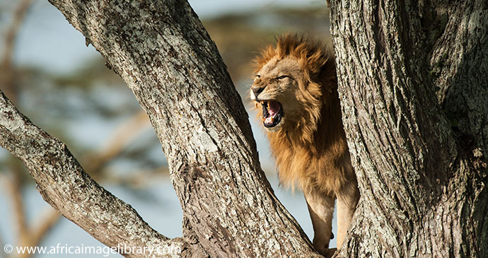 Tree-climbing lion Lake Manyara National Park Tanzania by Ariadne Van Zandbergen