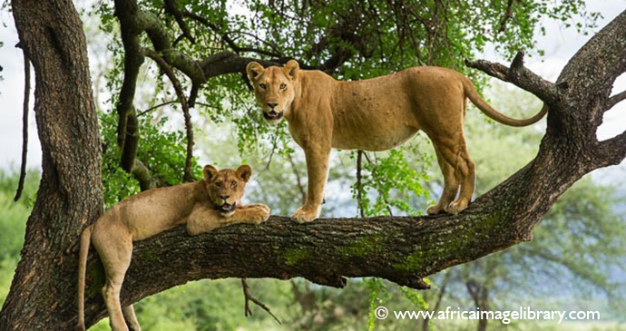 Tree-climbing lion Lake Manyara National Park Tanzania by Ariadne Van Zandbergen