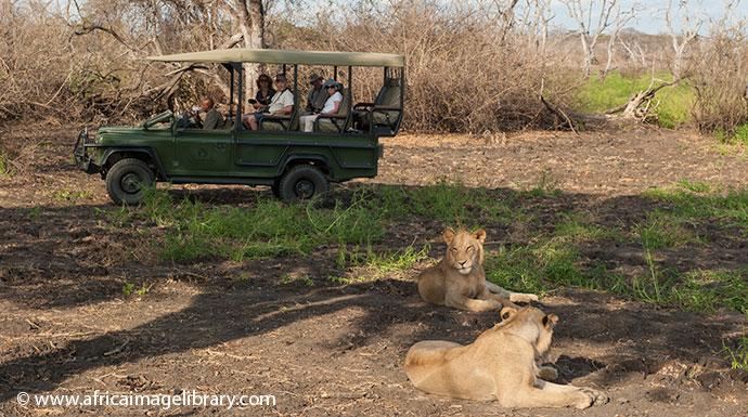 Lions Selous Game Reserve Tanzania by Ariadne Van Zandbergen