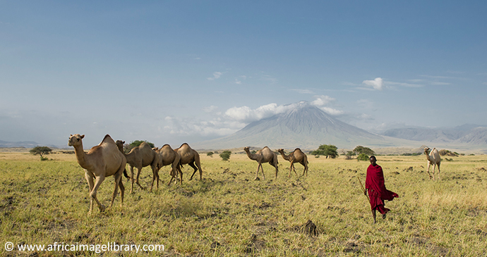 Maasai camel safari Mount Meru Arusha Tanzania by Ariadne Van Zandbergen