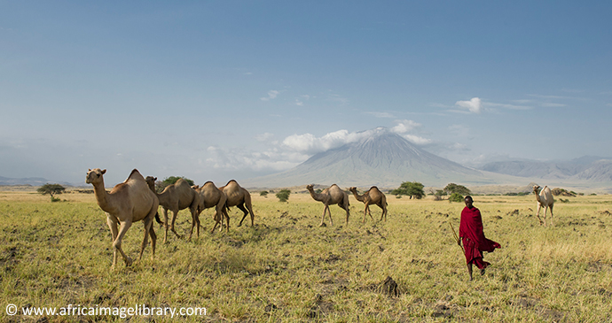 Camel safari Maasai Tanzania by Ariadne Van Zandbergen