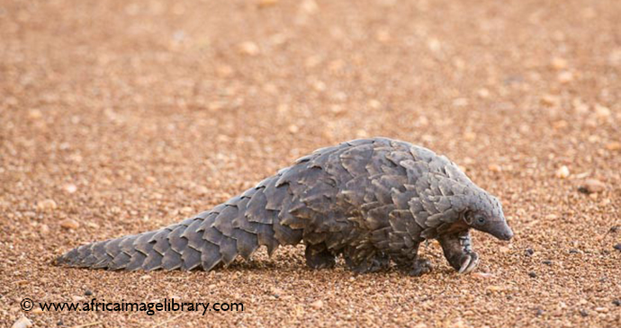 Pangolin Tanzania by Ariadne Van Zandbergen 