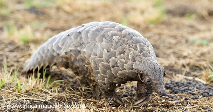 Pangolin, Katavi, Tanzania © Ariadne Van Zandbergen