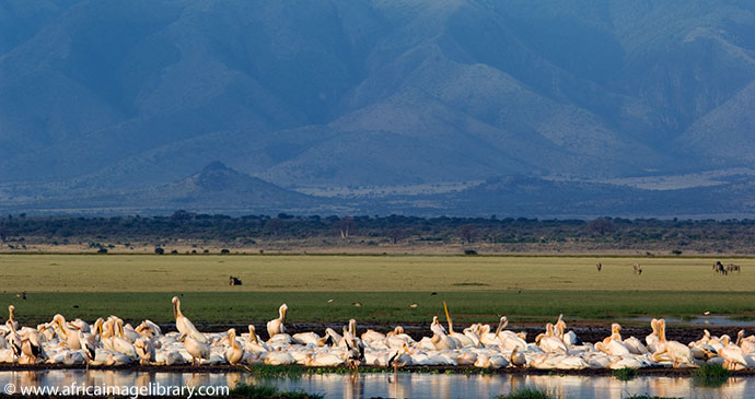 Pelicans Rift Valley Lake Manyara National Park Tanzania by Ariadne Van Zandbergen