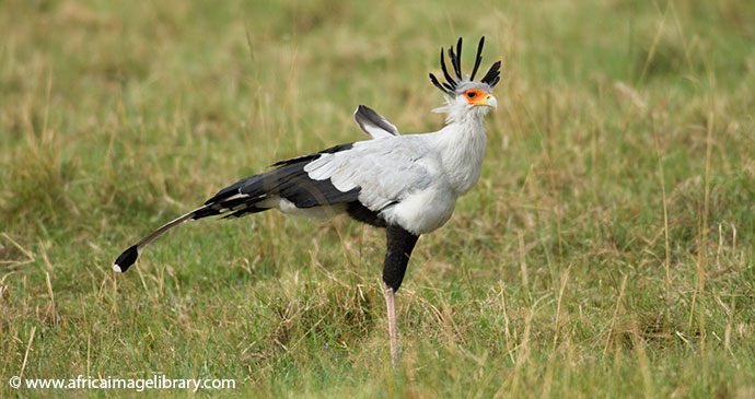 Secretary bird Tanzania by Ariadne Van Zandbergen