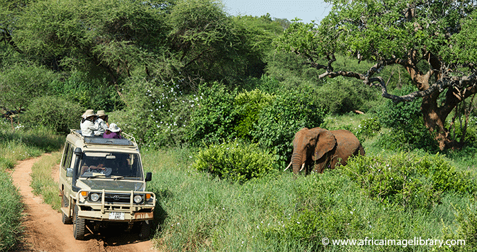 Elephants Tarangire National Park Tanzania by Ariadne Van Zandbergen