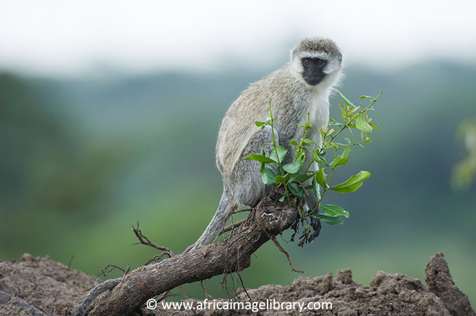 Vervet monkey Saadani National Park Tanzania by Ariadne Van Zandbergen
