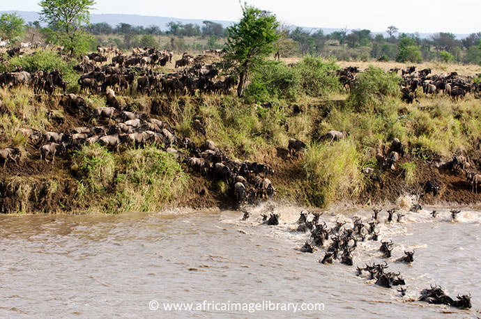 Great migration Serengeti National Park Tanzania by Ariadne Van Zandbergen