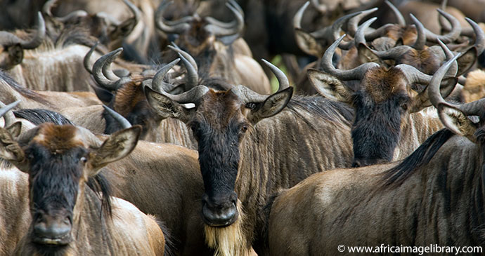 Great Migration Serengeti National Park Tanzania by Ariadne Van Zandbergen