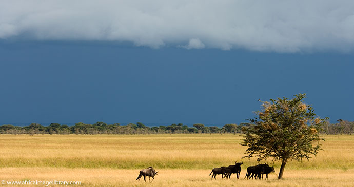Wildebeest migration Serengeti Tanzania by Ariadne Van Zandbergen