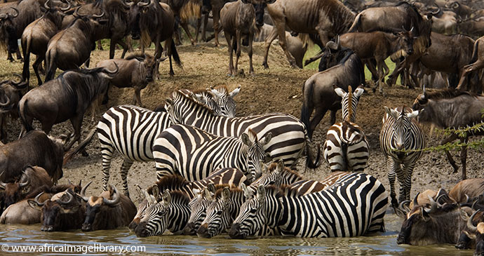 Great Migration Serengeti National Park Tanzania by Ariadne Van Zandbergen