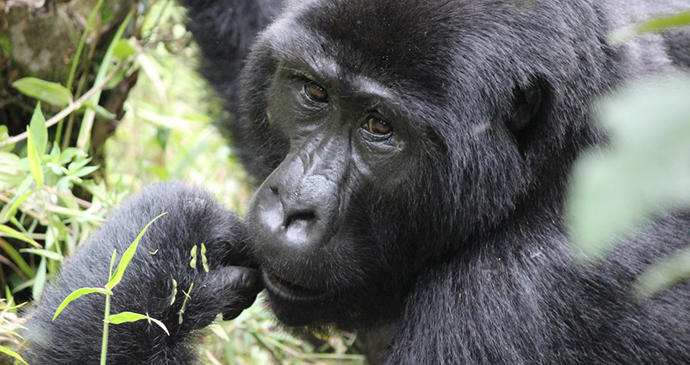 Gorilla in Bwindi Impenetrable National Park, Uganda - Kombi Nation Tours