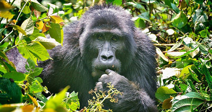 gorilla, Bwindi, Uganda by Rod Wadding, Wikimedia Commons best forests in the world