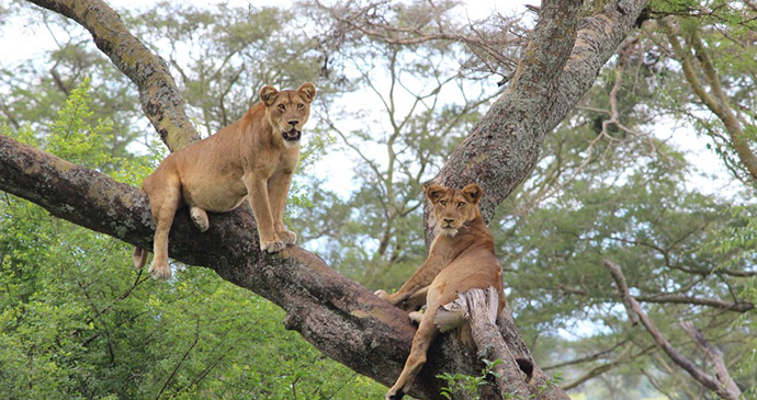 Tree Climbing Lions at Ishasha in Queen Elizabeth National Park, Uganda, Kombi Nation Tours