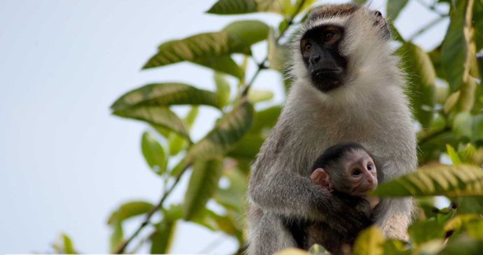 Vervet Monkey and Baby at Murchison Falls National Park, Uganda, Kombi Nation Tours