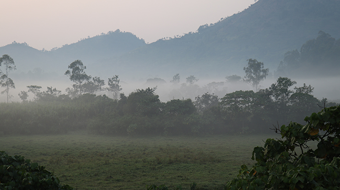 Bwindi Impenetrable National Park © Dom Tulett