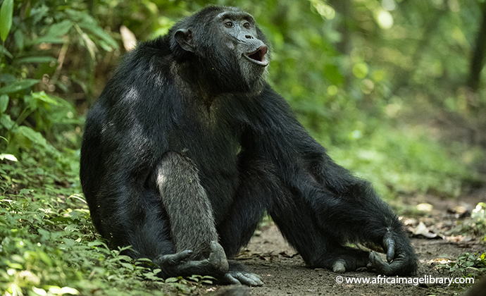 Chimpanzee Kibale National Forest Uganda by Ariadne Van Zandbergen