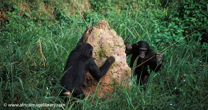 Chimpanzees Kibale National Park Uganda by Ariadne Van Zandbergen