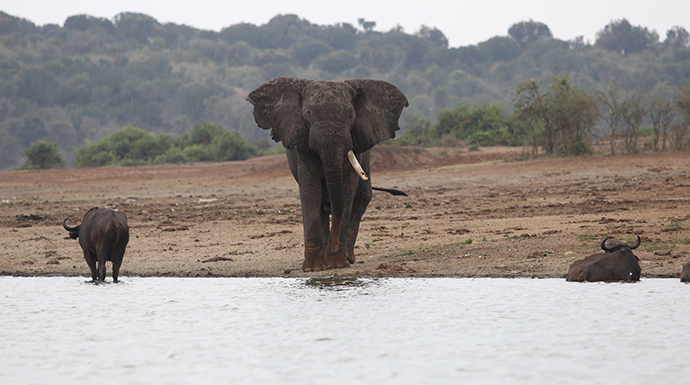 Elephant in the water © Dom Tulett