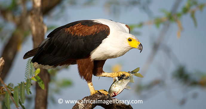 Rubondo Island National Park Tanzania by Ariande Van Zandbergen