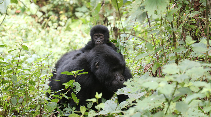 Female gorilla with infant, Uganda © Dom Tulett