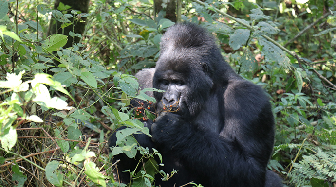 Gorilla eating berries, Uganda © Dom Tulett