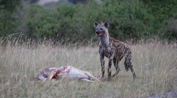 Guilty hyena in the twilight © Dom Tulett