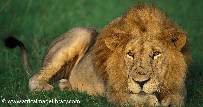 Lion Queen Elizabeth National Park Uganda by Ariadne Van Zandbergen