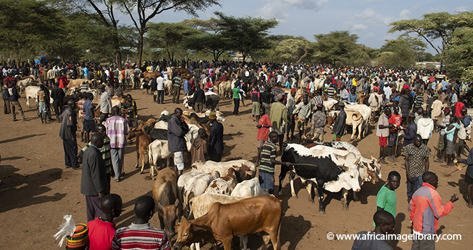 Moroto Cattle Market Uganda by Ariadne Van Zanbergen Africa Image Library best markets in the world