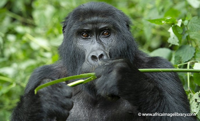 Mountain gorilla Bwindi National Park Uganda by Ariadne Van Zandbergen Africa Image Library