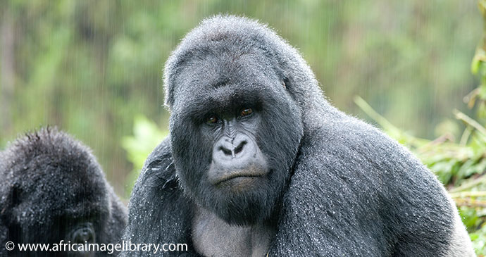 Bwindi Impenetrable National Park gorillas Uganda by Ariadne Van Zandbergen