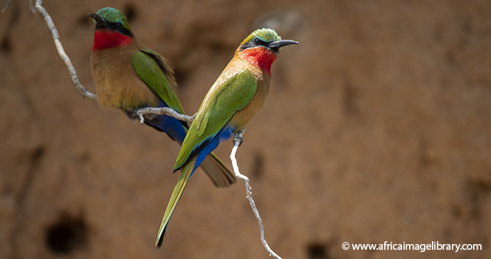 Red-throated bee-eater Ariadne Van Zandbergen