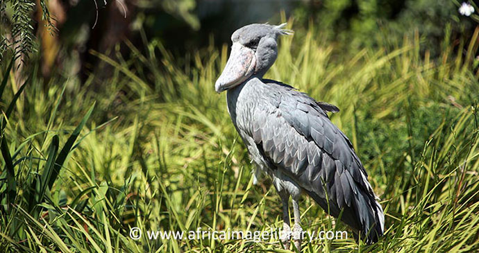 Shoebill Uganda Ariadne Van Zandbergen