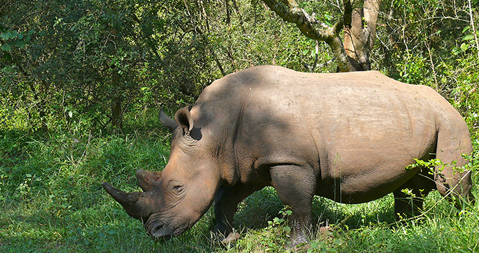 Ziwa Rhino by Bernard Dupot