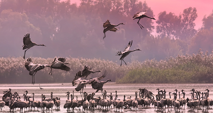 Pelicans Hula Valley Israel © A N Protasov, Shutterstock