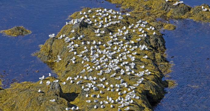 Kittiwakes in Latrabjarg, Iceland © BMJ, Shutterstock