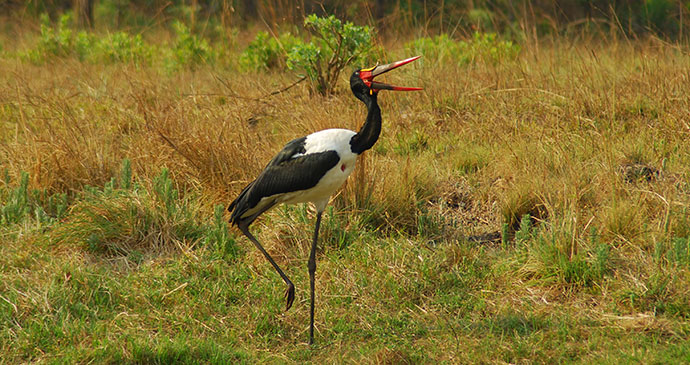 Saddle billed stork Kafue National Park Zambia by Tricia Hayne