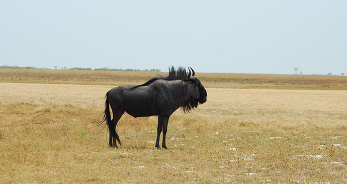 Blue wildebeest Liuwa Plains National Park Zambia by Tricia Hayne