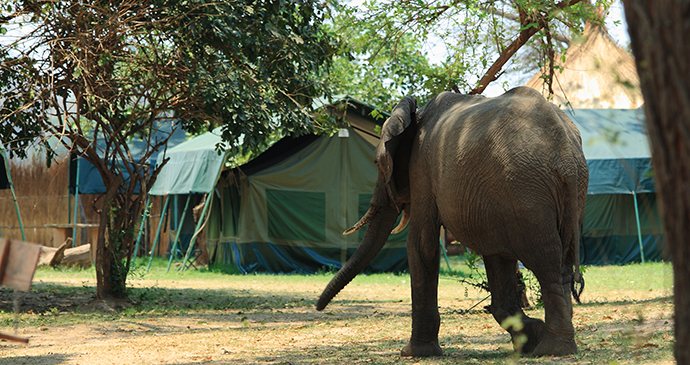 Elephant campsite South Luangwa National Park ZAmbia by Bob Suir